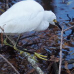 Snowy Egret