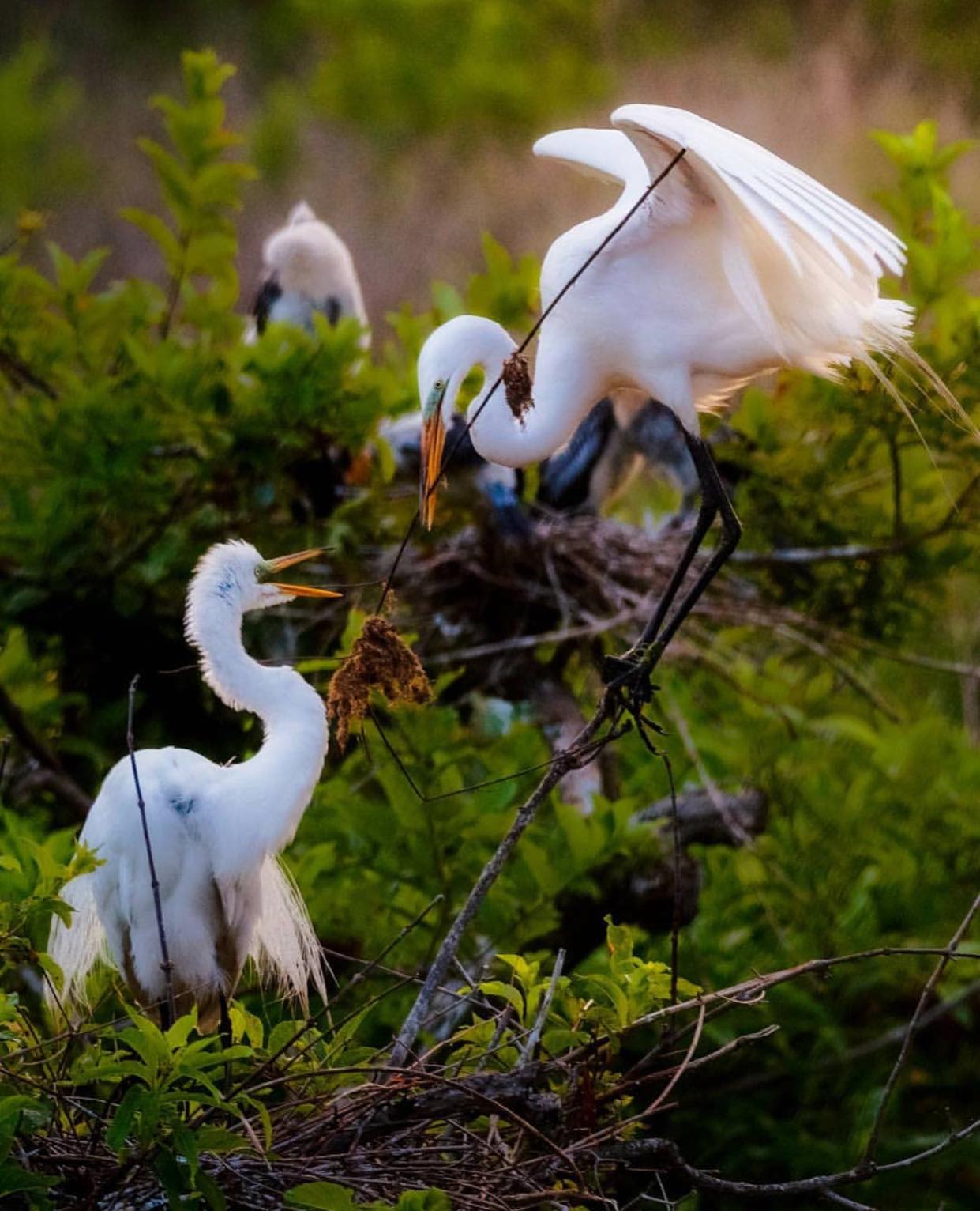 Friends of Port Royal Cypress Wetlands