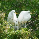 Great Egret