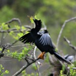 Anhinga