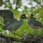 Yellow Crowned Night Heron