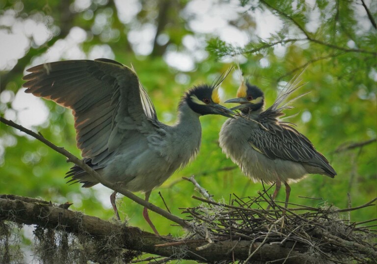 Yellow Crowned Night Heron