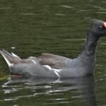 Moorhen