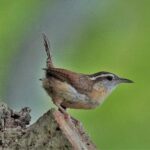 Carolina Wren