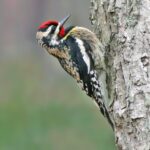 Yellow-Bellied Sapsucker